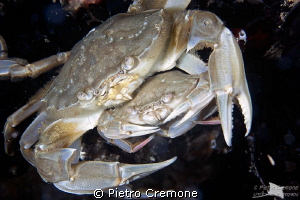 Crabs preparing for mating by Pietro Cremone 